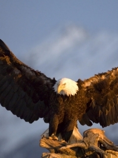 Aigle d'amerique du Nord.jpg